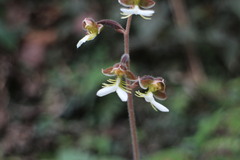 Anoectochilus formosanus