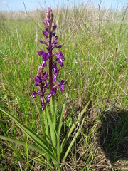 Anacamptis laxiflora