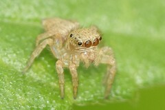 Carrhotus