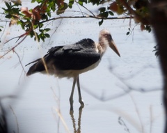 Leptoptilos crumenifer