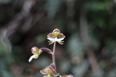 Anoectochilus formosanus