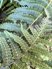Diplazium viridissimum