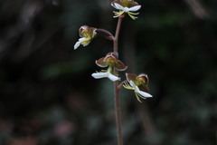 Anoectochilus formosanus