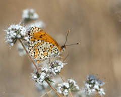 Melitaea persea