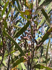 Eucalyptus stricta