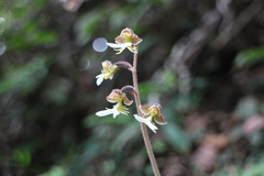 Anoectochilus formosanus