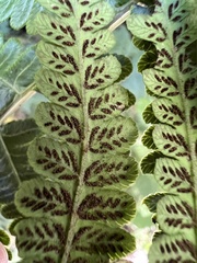 Diplazium viridissimum