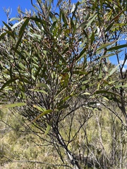 Eucalyptus stricta