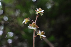 Anoectochilus formosanus