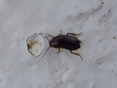 Loboptera