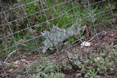Cynoglossum cheirifolium