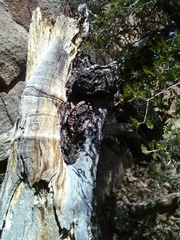 Lampropeltis pyromelana