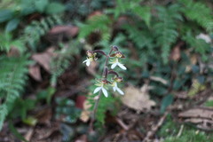 Anoectochilus formosanus