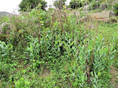 Senecio isatidioides image