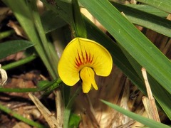 Zornia capensis