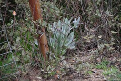 Cynoglossum cheirifolium
