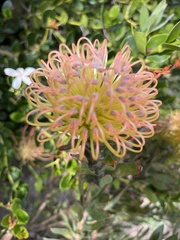 Leucospermum × hybridum