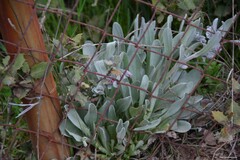 Cynoglossum cheirifolium