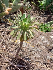 Aeonium urbicum image