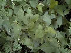 Persicaria biconvexa