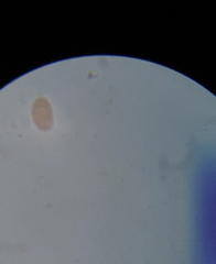 Colepidae