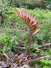 Zamia pyrophylla