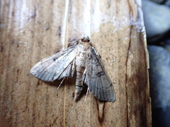 Nacoleia charesalis