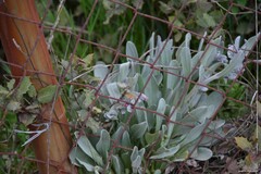 Cynoglossum cheirifolium