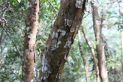 Castanopsis kawakamii