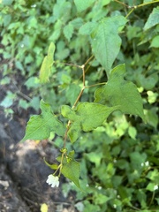Persicaria biconvexa