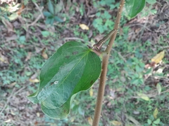 Smilax anceps