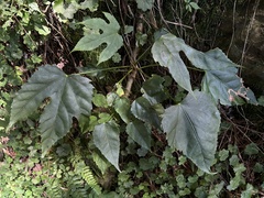 Fatsia polycarpa