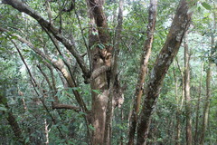 Castanopsis kawakamii