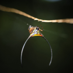 Macracantha arcuata