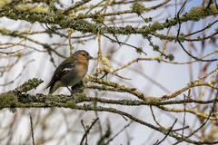 Fringilla coelebs moreletti