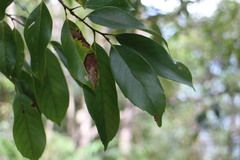 Castanopsis kawakamii