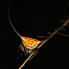 Macracantha arcuata