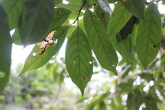 Castanopsis kawakamii