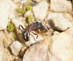 Rhytidoponera tasmaniensis