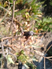 Capnodis tenebrionis