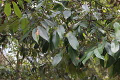 Castanopsis kawakamii