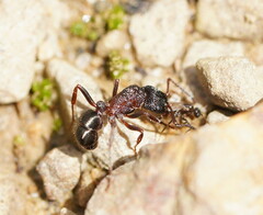 Rhytidoponera tasmaniensis