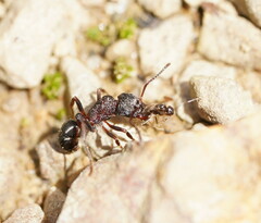 Rhytidoponera tasmaniensis