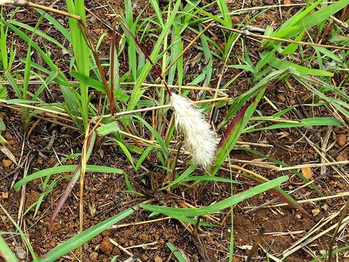 Imperata cylindrica image