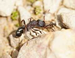 Rhytidoponera tasmaniensis