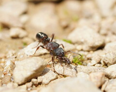 Rhytidoponera tasmaniensis