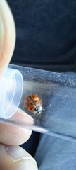 Harmonia axyridis