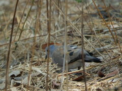 Turtur chalcospilos