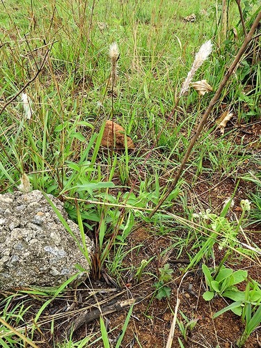 Imperata cylindrica image