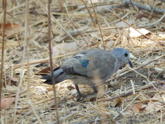 Turtur chalcospilos